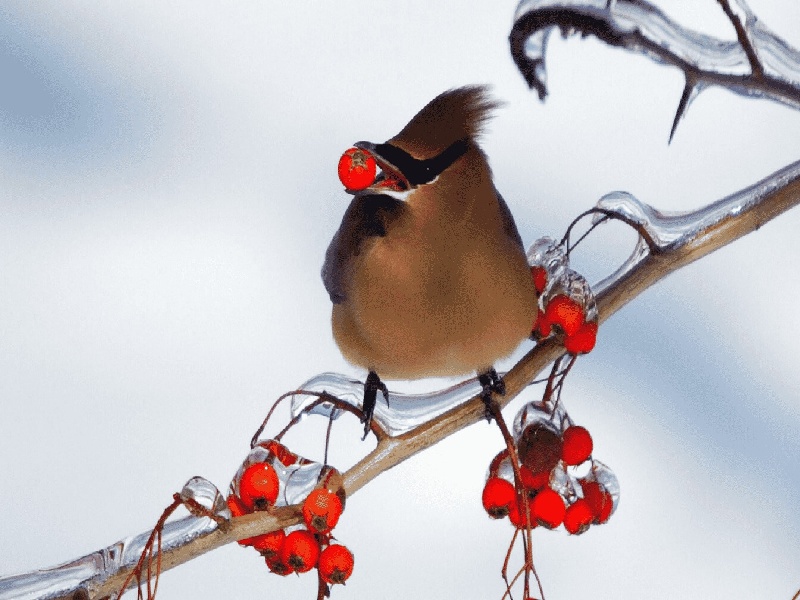 试管灌注过程意大利巧克力囊肿试管英达试管怎么样