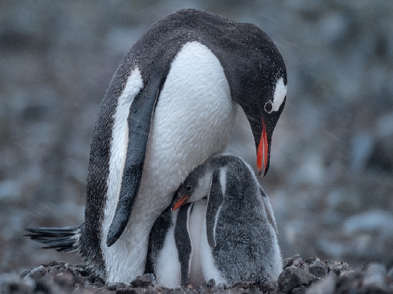 深圳惜缘试管代生机构：怀二胎孕吐反应特大，和孕妇自身以及胎儿都有关